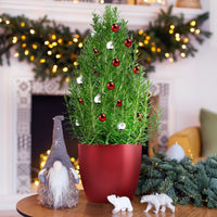 Rozemarijn 'Christmas Tree' - Bakker