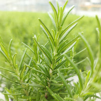 Rozemarijn 'Christmas Tree' - Salvia rosmarinus - Bakker