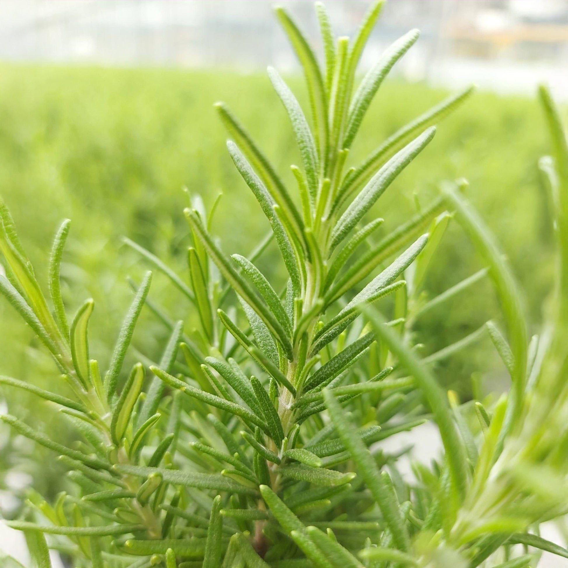 Rozemarijn 'Christmas Tree' - Salvia rosmarinus - Bakker