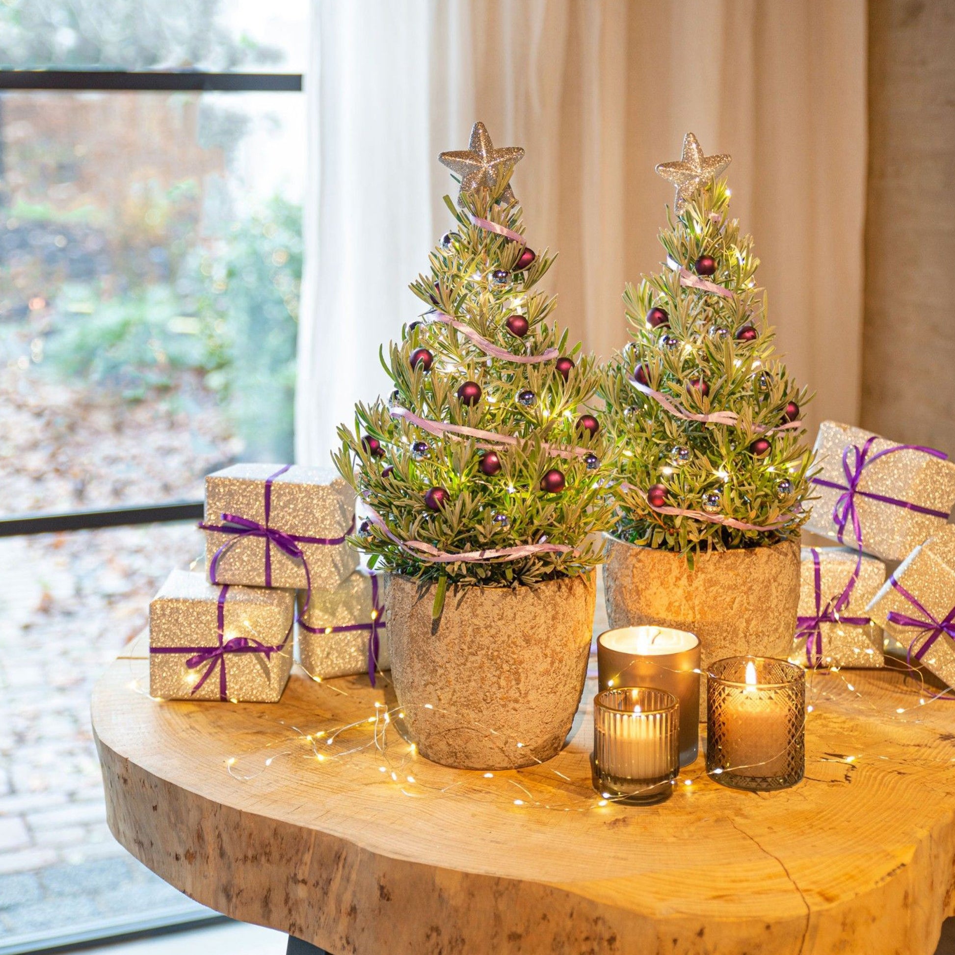 Lavandula angustifolia Christmas Tree - Lavendel 'Christmas Tree' - Kleine kamerplanten