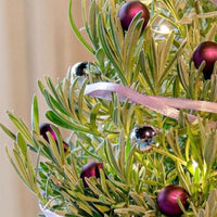 Lavendel 'Christmas Tree' - Lavandula angustifolia Christmas Tree - Bakker