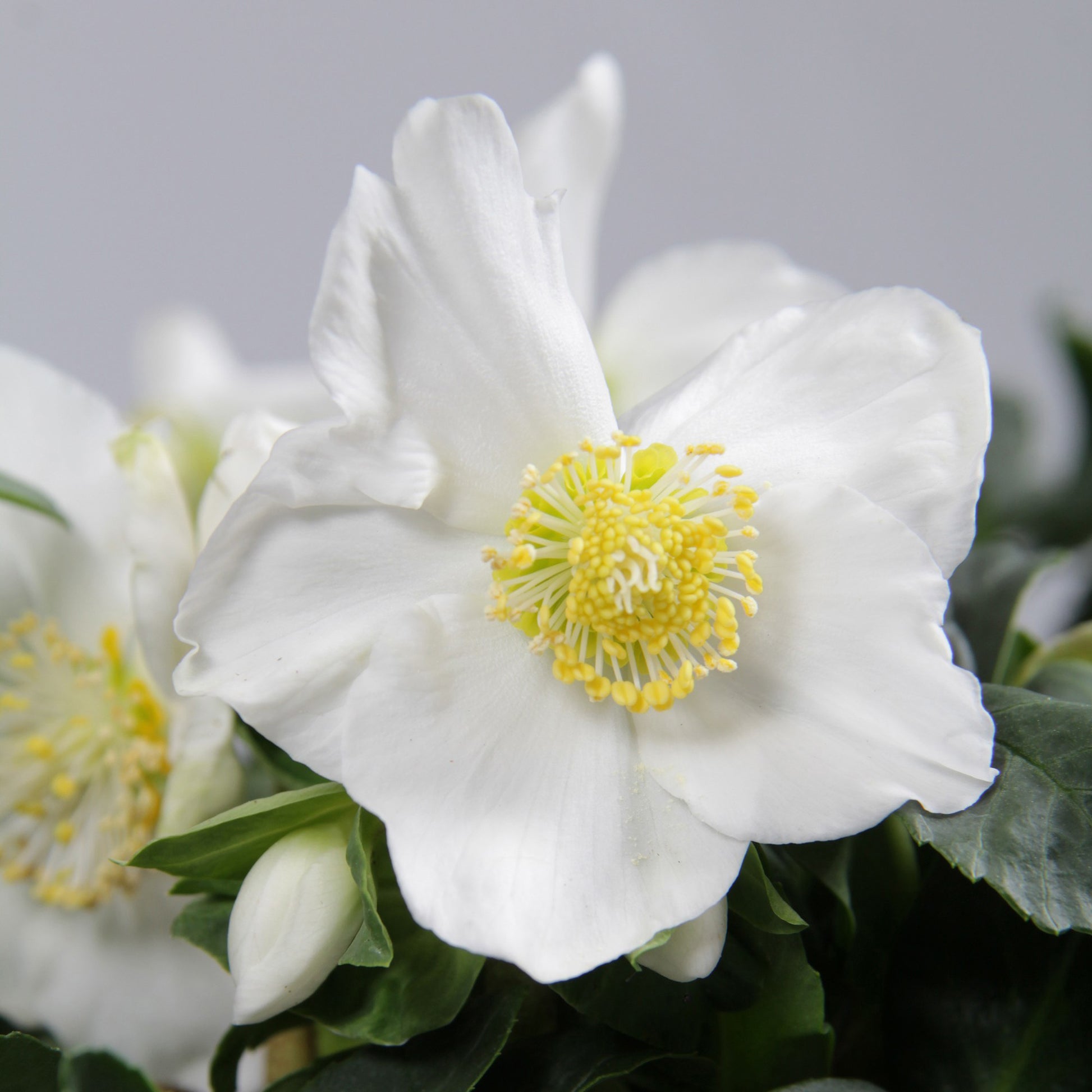 Kerstroos 'Christmas Carol' en met kerstpot - Helleborus niger Christmas Carol - Bakker
