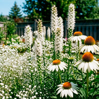 Vaste planten Mix Wit - Gyspsophila, Liatris, Echinacea - Bakker