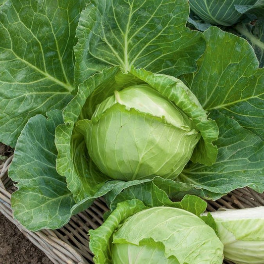 Kool 'Naintes Hâtif' - Bakker