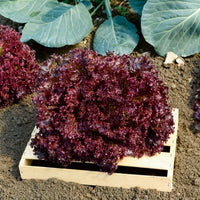 Sla Mix '7 maanden' ('Meikoningin' + 'Lollo Rosso' + 'Volhart 2' + 'Blond' - Coll. 7 mois de salades (reine mai, lollo rossa, coeur plein, blond - Bakker