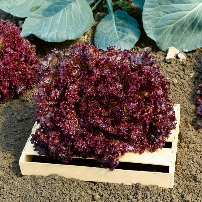 Collection salades à couper : Feuille de chêne, Lollo rossa, Red sala - Sla Mix 'Eikenblad' + 'Lollo Rosso' + Rode sla' - Slazaden