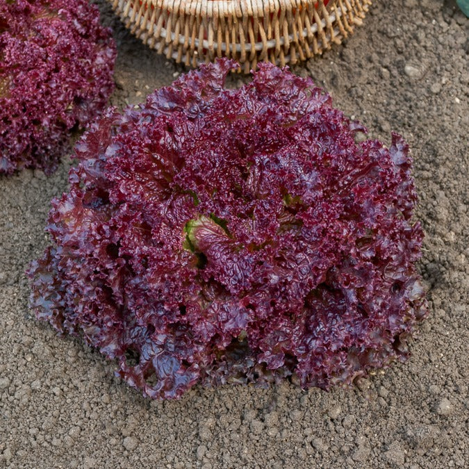 Krulsla 'Lollo Rosso' - Lactuca sativa lollo rossa - Bakker