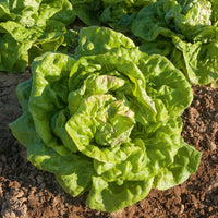 Slazaden - Sla Mix '7 maanden' ('Meikoningin' + 'Lollo Rosso' + 'Volhart 2' + 'Blond' - Coll. 7 mois de salades (reine mai, lollo rossa, coeur plein, blond
