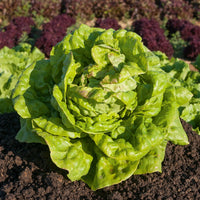 Kropsla 'May Queen' - Lactuca sativa Reine de Mai - Bakker