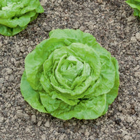 Minisla 'Gotte Jaune D'Or' - Lactuca sativa gotte jaune d'or - Bakker