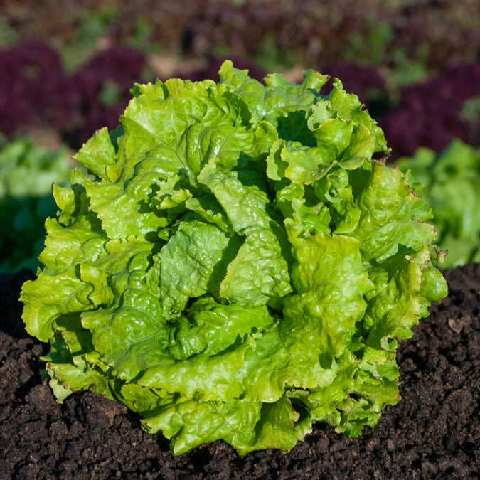 Batavia sla Mix 'Blonde de Paris' + 'Rouge Grenoble' + 'Doré de Printemps' - Lactuca sativa Blonde de Paris, Rouge grenobloise, Dorée de printemps - Groentezaden