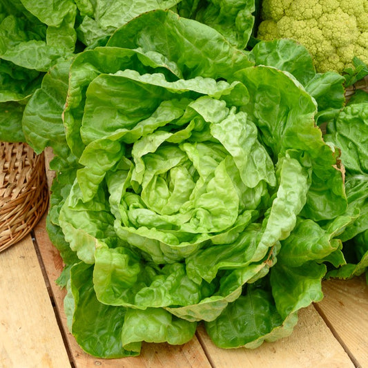 Wintersla 'Merveille d'Hiver' - Bakker