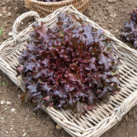 Slazaden - Sla Mix 'Eikenblad' + 'Lollo Rosso' + Rode sla' - Collection salades à couper : Feuille de chêne, Lollo rossa, Red sala