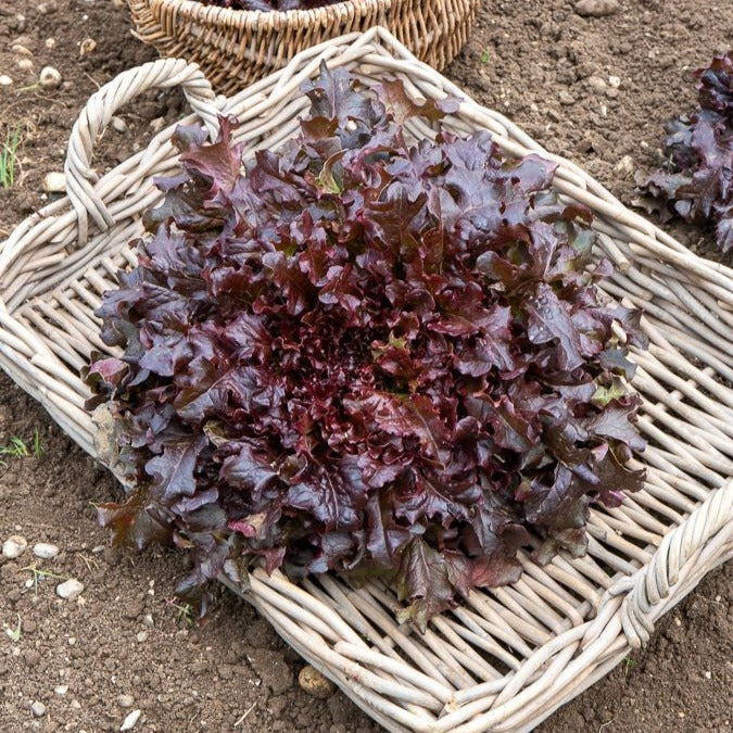 Sla Mix 'Eikenblad' + 'Lollo Rosso' + Rode sla' - Collection salades à couper : Feuille de chêne, Lollo rossa, Red sala - Moestuin