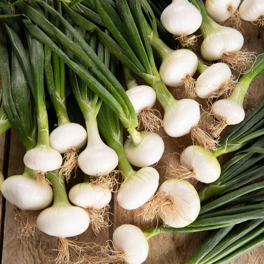 Witte ui 'Barletta' - Bakker