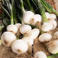 Witte ui 'Barletta' - Allium cepa barletta - Bakker