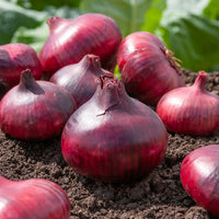 Ui 'De Brunswick' - Allium cepa rouge foncé de brunswick - Bakker