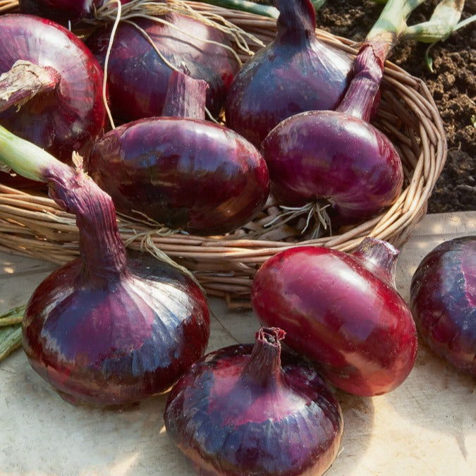 Allium cepa - Ui
