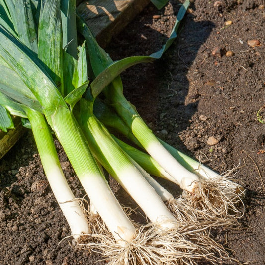 Prei 'Blauwe van Solaise' - Bakker