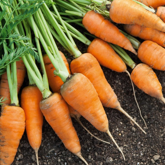 Wortel 'Chantenay'- rood hart - Bakker