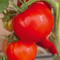 Tomaat 'Saint Pierre' - Solanum lycopersicum saint pierre - Zaden