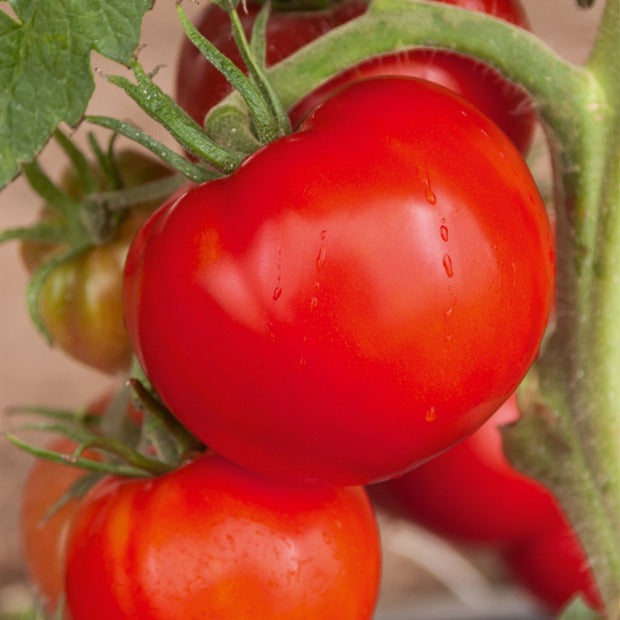 Tomatenmix 'Coeur de Boeuf' + 'St. Pierre' + 'San Marzano' - Collection 3 tomates savoureuses (coeur de boeuf, saint pierre, san m - Moestuin