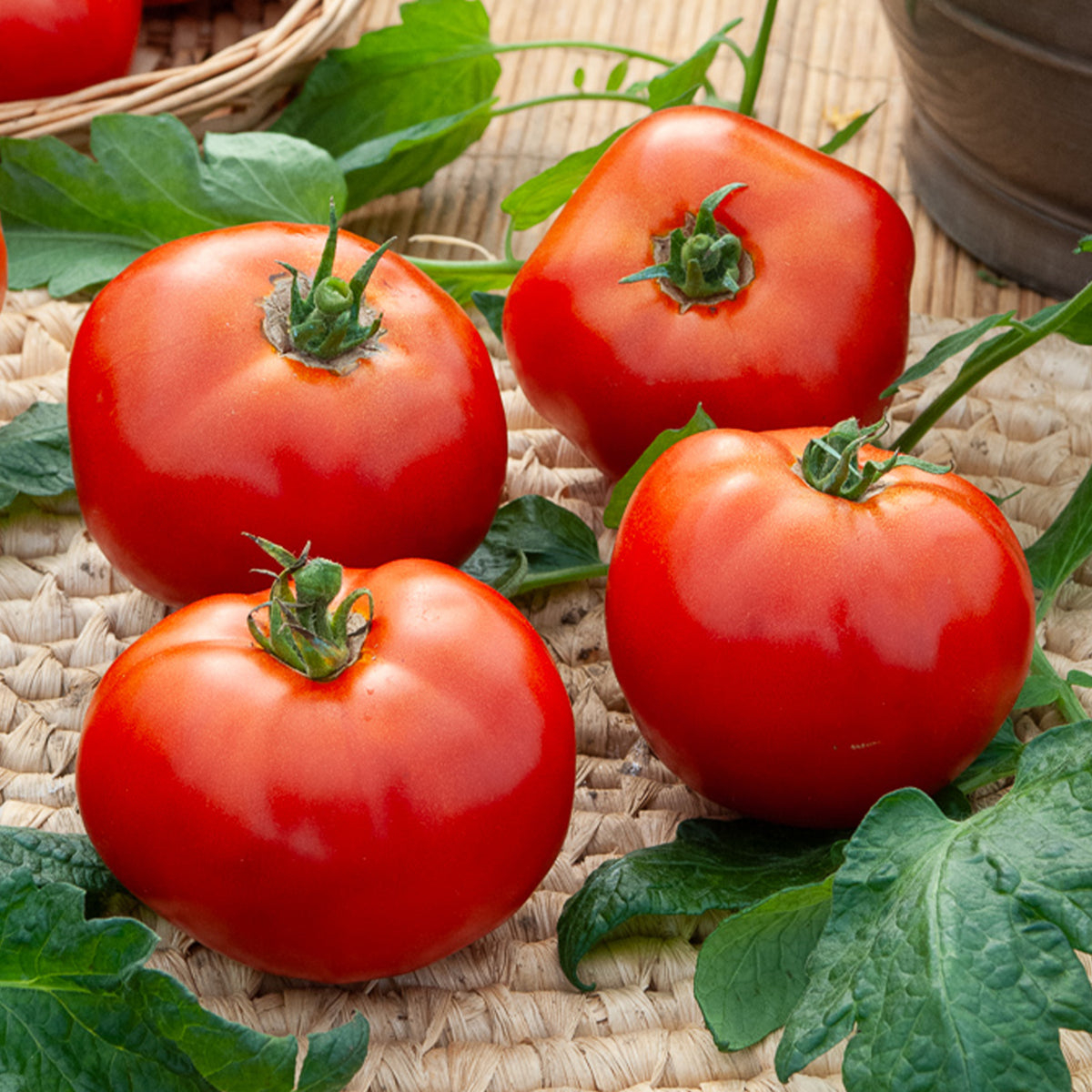 Tomaat 'Merveille des marchés' - Solanum lycopersicum Merveille des Marchés - Bakker