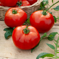 Tomatenzaden - Collectie tomaten - Collection 4 tomates : Rose de Berne, Roma, Merveille des marchés, Sw