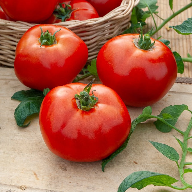 Tomatenzaden - Collectie tomaten - Collection 4 tomates : Rose de Berne, Roma, Merveille des marchés, Sw