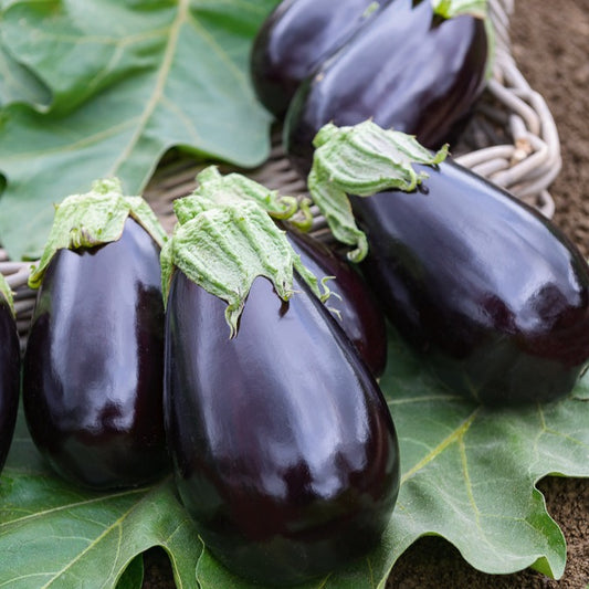 Aubergine 'Bonica' - Bakker
