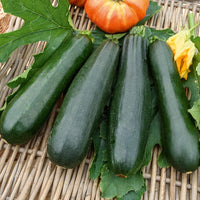Courgette 'Black Beauty' - Cucurbita pepo  black beauty - Bakker