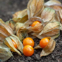 Goudbes - Bakker