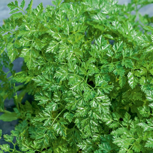 Echte kervel - Bakker