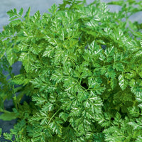 Verkoop Kruiden Mix 'Peterselie, Basilicum, Kervel, Bieslook' - Collection de fines herbes (persil, basilic, cerfeuil, ciboulette)