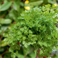 Echte kervel - Anthriscus cerefolium - Bakker