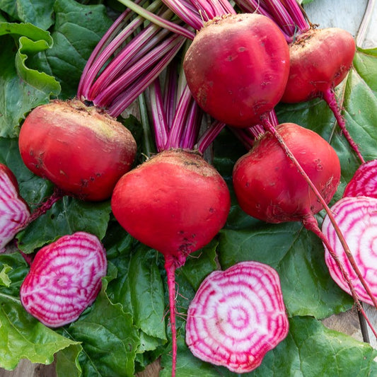 Rode biet 'Chioggia' - Bakker