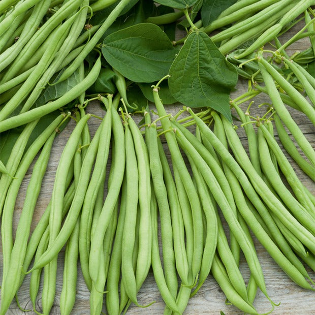 Sperzieboon 'Gautier' - Phaseolus vulgaris nain cupidon (obt. gautier) - Zaden