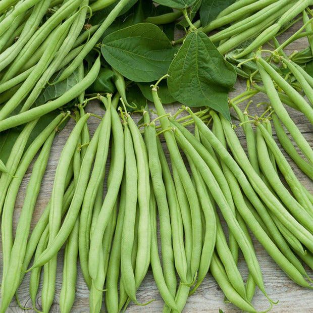 Sperzieboon 'Gautier' - Phaseolus vulgaris nain cupidon (obt. gautier) - Bakker
