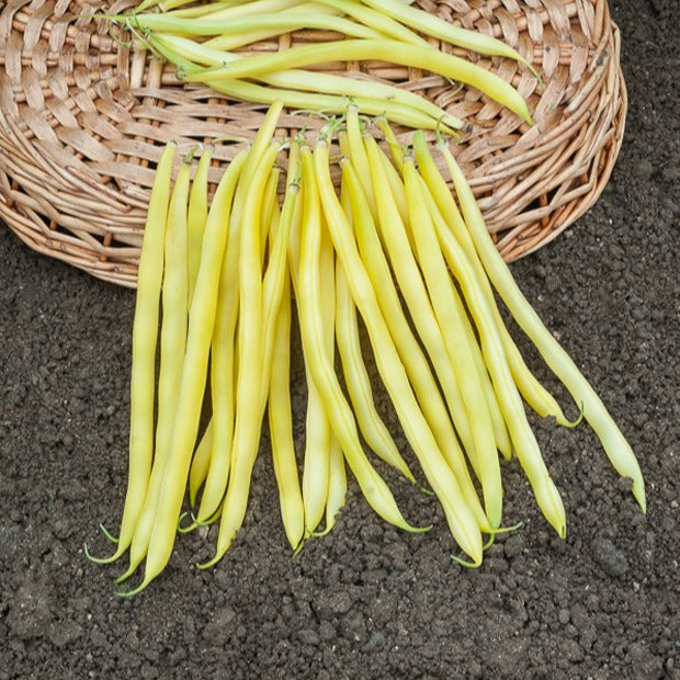 Sperzieboom 'Roquencourt' - Phaseolus vulgaris de rocquencourt - Zaden