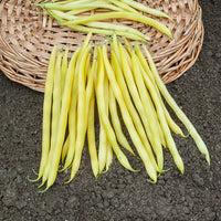 Collection de 3 haricots assortis - Bonen Mix - Bonenzaden
