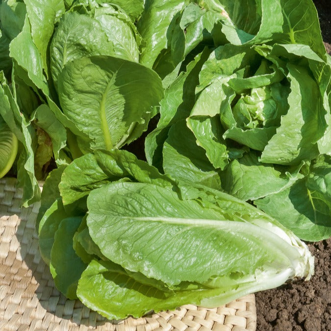 Romeinse sla 'Blonde Maraîchère' - Lactuca sativa blonde maraîchère - Bakker