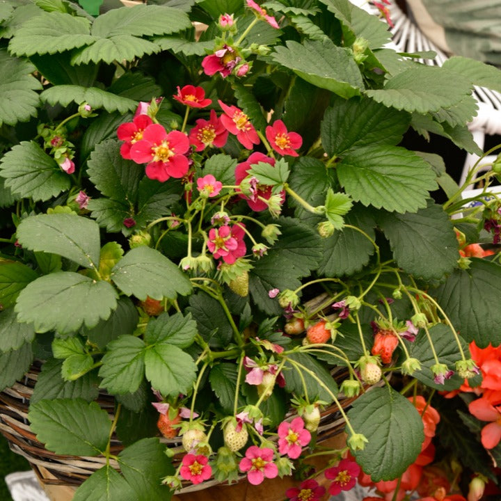 Aardbei 'Toscana' (x3) - Fragaria x ananassa toscana - Bakker