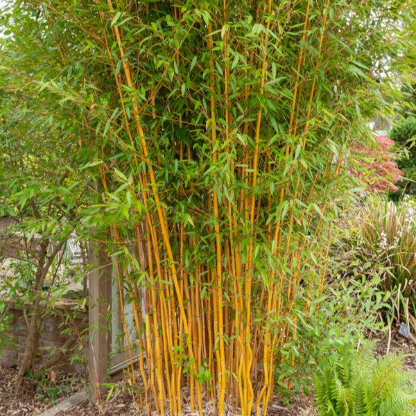 Phyllostachys aureosulcata aureocaulis - Bamboe Phyllostachys 'Aureocaulis' - Bamboe