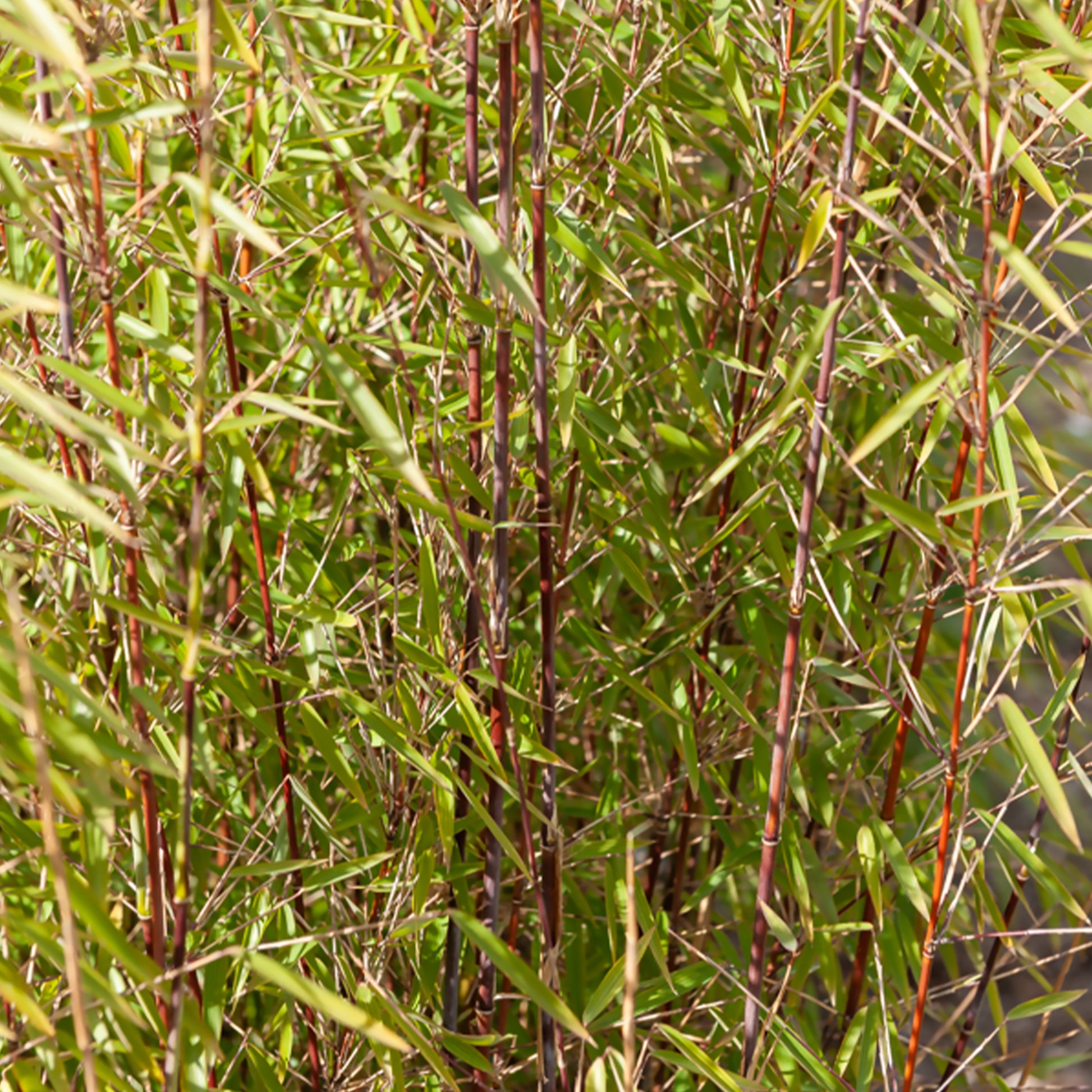 Bamboe Collectie: groen, geel, rood (x3) - Phyllostachys bissetii, aureosulcata Aureocaulis, Fargesia scabrida Asian Wonder