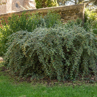 Dwergmispel - Cotoneaster franchetii - Bakker