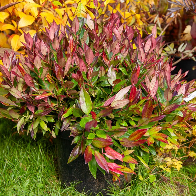 Druifheide - rood - Leucothoe scarletta zeblid - Terras- en balkonplanten