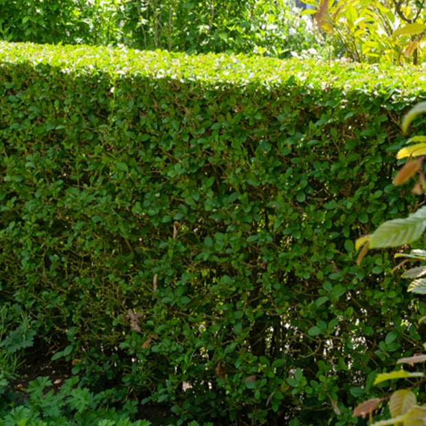 Liguster - Ligustrum ovalifolium - Bakker