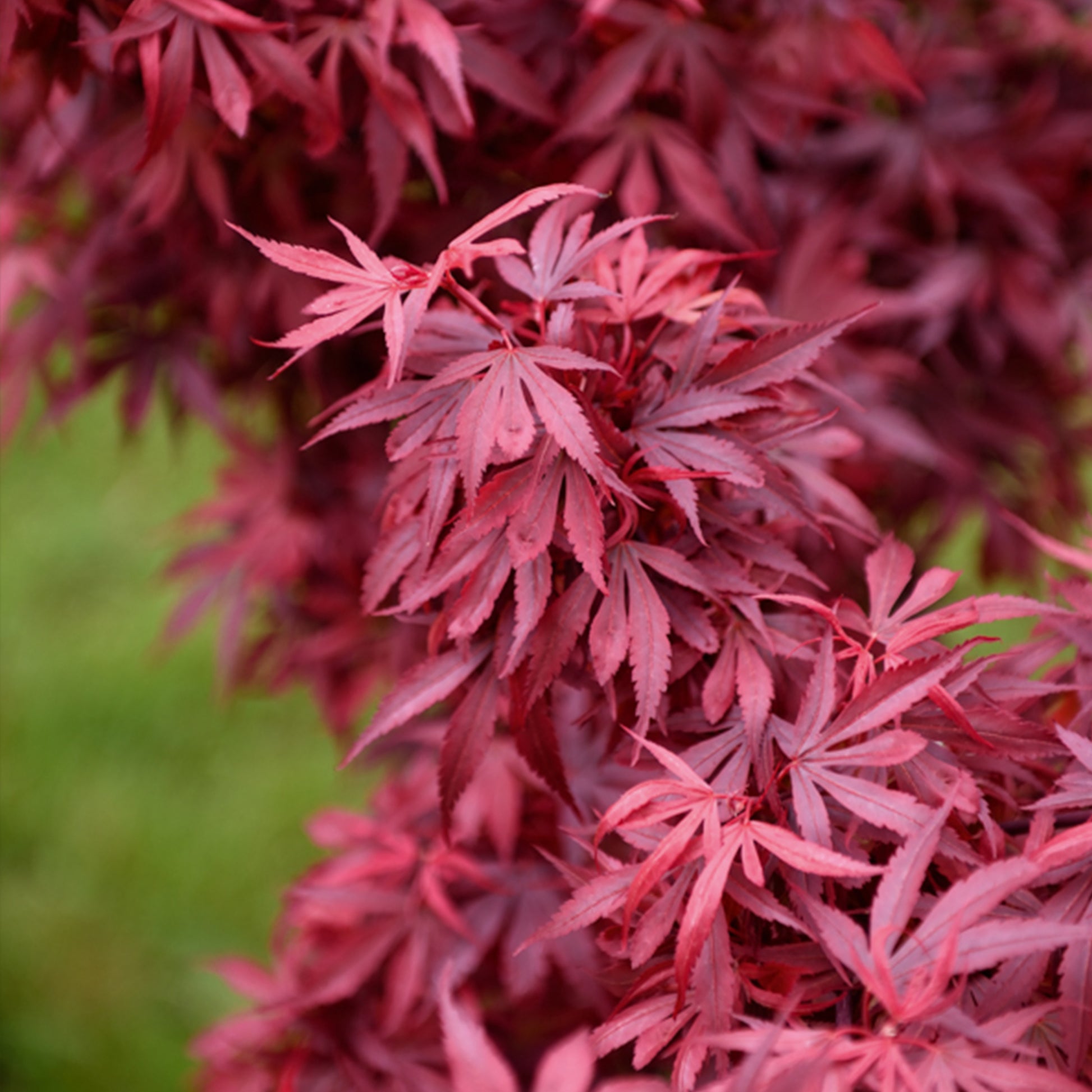 Japanse esdoorn 'Shaina' - Acer palmatum shaina