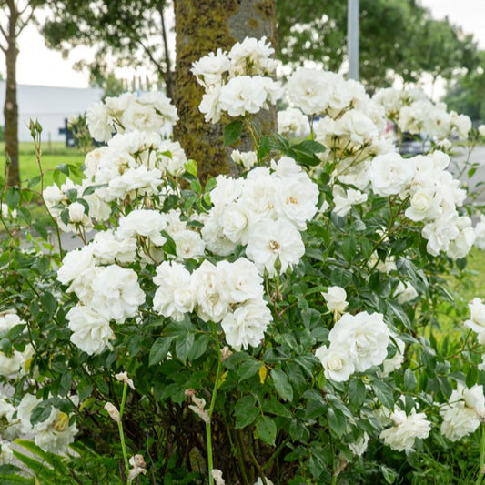 Stamroos 'Korbin' - Rosa korbin - Plantsoort