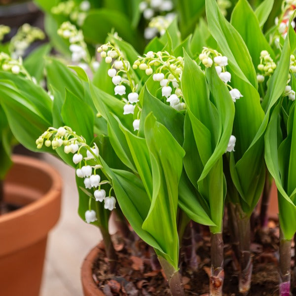 Convallaria majalis - Lelietjes-van-Dalen Mix (x9) - Vaste planten